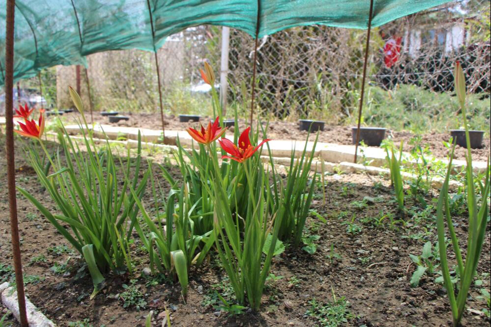 Senede sadece iki hafta çiçek açıyor! 130 yıl önce Avrupa'ya götürüldü, yeniden anayurdunda - 5. Resim