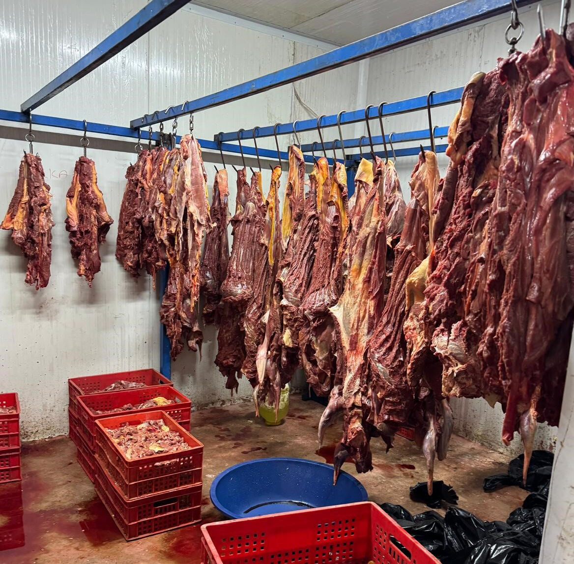 Tonlarca bozulmuş at eti ele geçirildi! Hepsini vatandaşa yedireceklerdi - 2. Resim