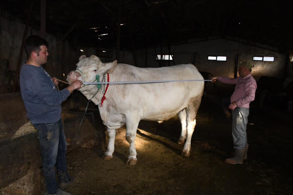 Türkiye'de nadir bulunuyor! Ağırlığı bir ton... İstenen fiyat dudak uçuklattı - 5. Resim