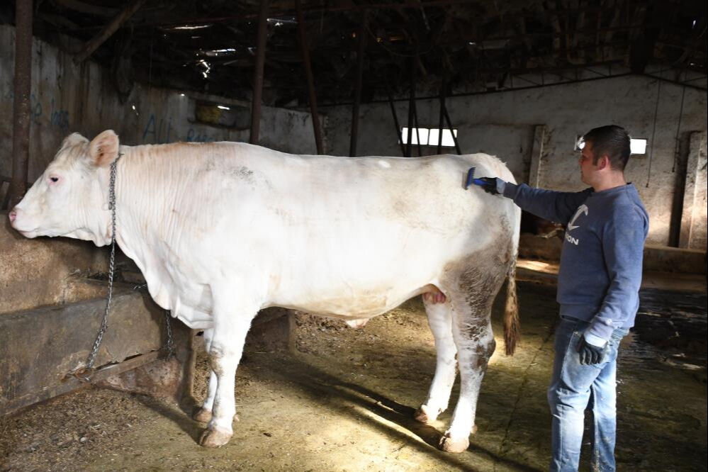 Türkiye'de nadir bulunuyor! Ağırlığı bir ton... İstenen fiyat dudak uçuklattı - 3. Resim