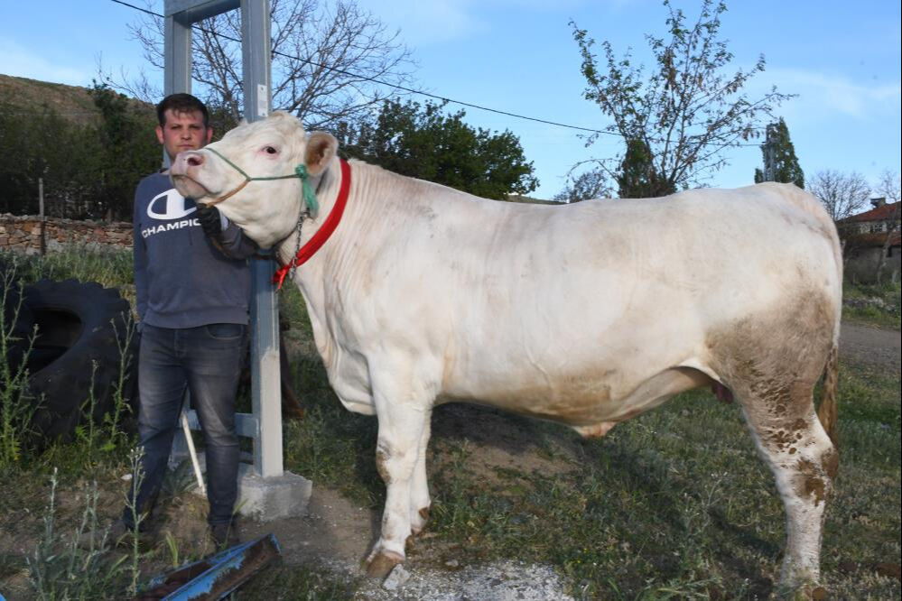 Türkiye'de nadir bulunuyor! Ağırlığı bir ton... İstenen fiyat dudak uçuklattı - 2. Resim