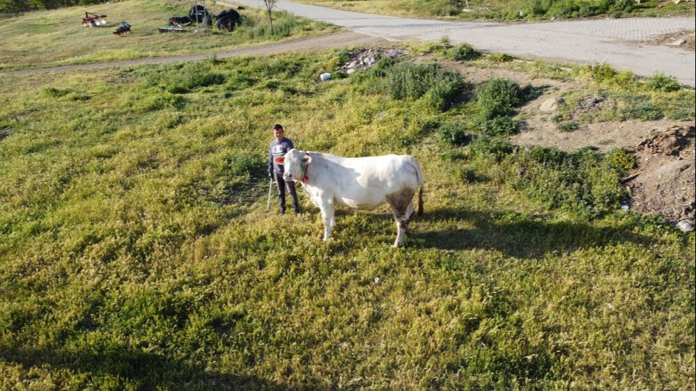 Türkiye'de nadir bulunuyor! Ağırlığı bir ton... İstenen fiyat dudak uçuklattı - 1. Resim