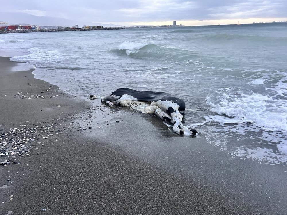 Vatandaşlar fark etti! Halatla kıyıya çekildi - 1. Resim