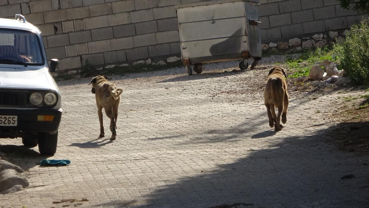 Başıboş köpek dehşeti! 5 yaşındaki çocuk yaralandı Başıboş köpek dehşeti! 5 yaşındaki çocuk yaralandı