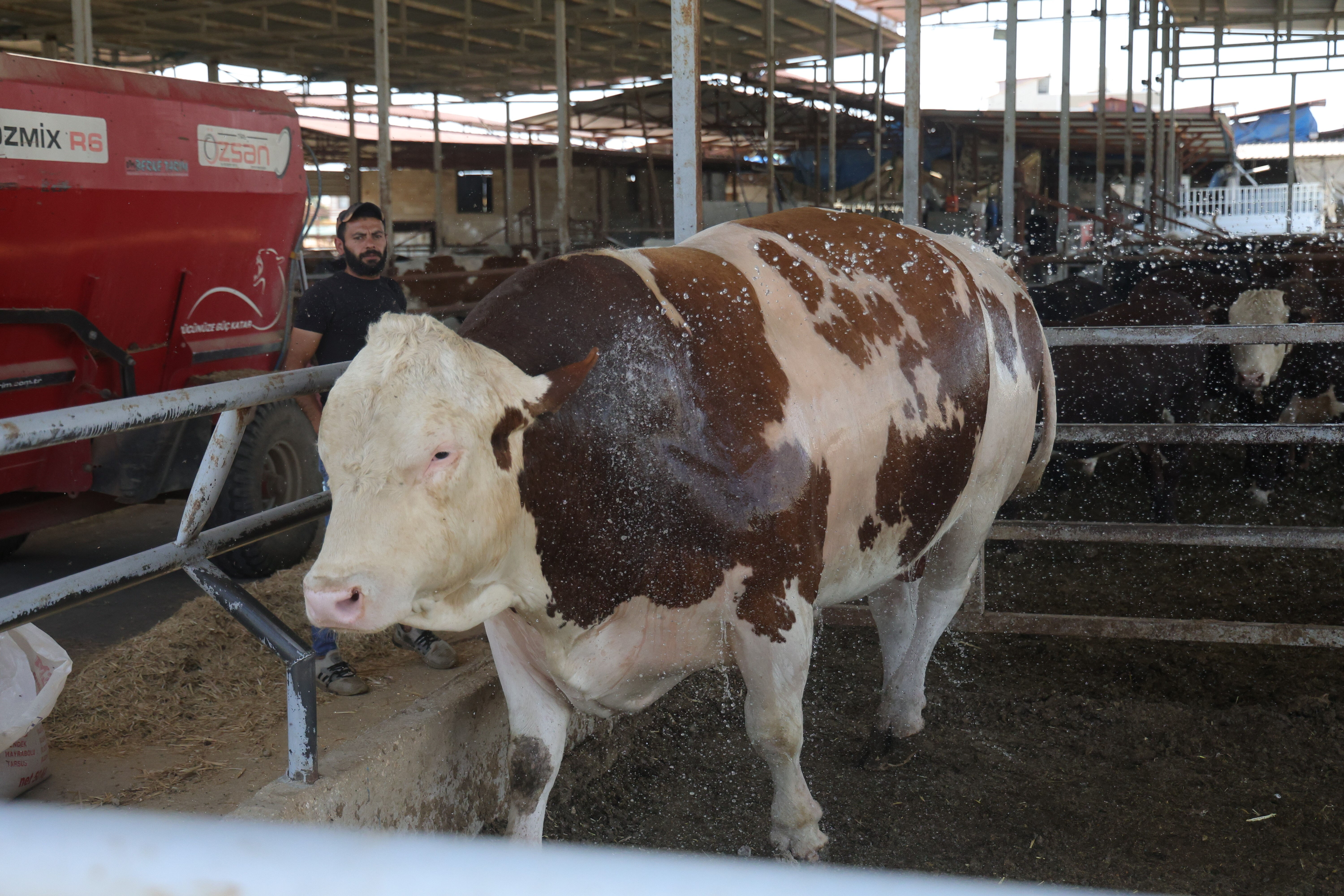 Bu tosun hem cüssesiyle hem de fiyatıyla korkutuyor: Hatay, onu görmek için Reyhanlı'ya akın ediyor - 1. Resim