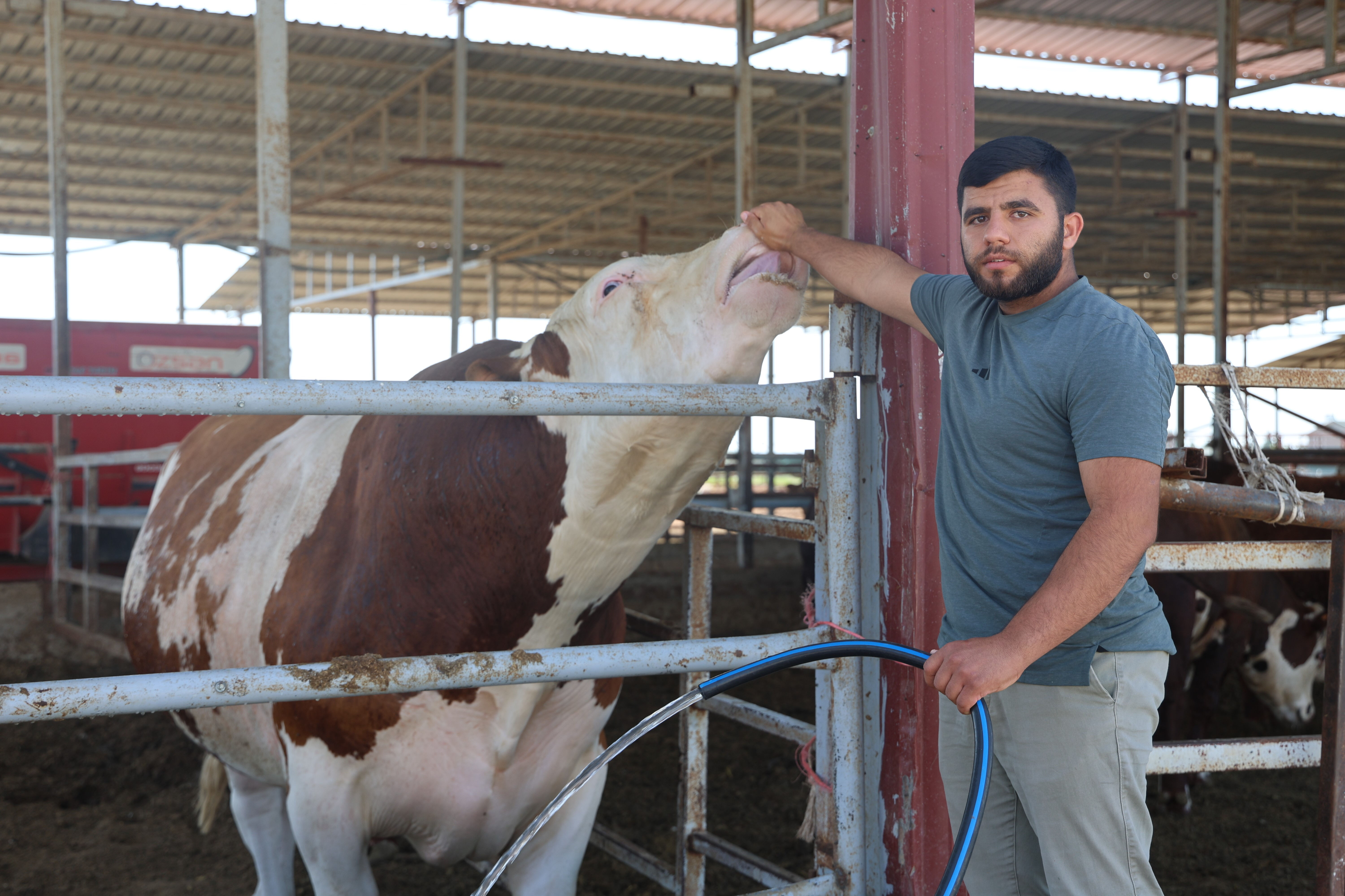 Bu tosun hem cüssesiyle hem de fiyatıyla korkutuyor: Hatay, onu görmek için Reyhanlı'ya akın ediyor - 4. Resim