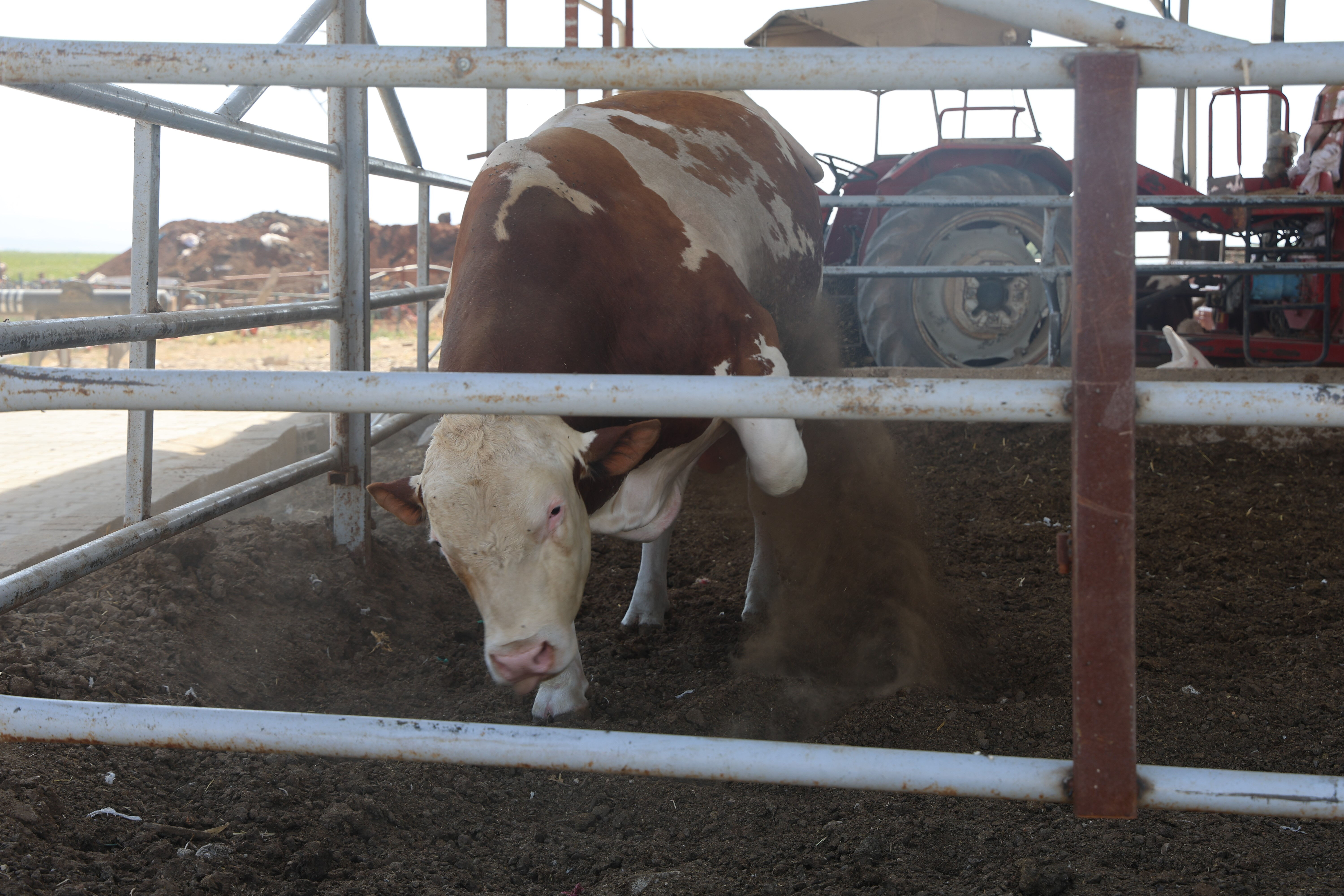Bu tosun hem cüssesiyle hem de fiyatıyla korkutuyor: Hatay, onu görmek için Reyhanlı'ya akın ediyor - 2. Resim