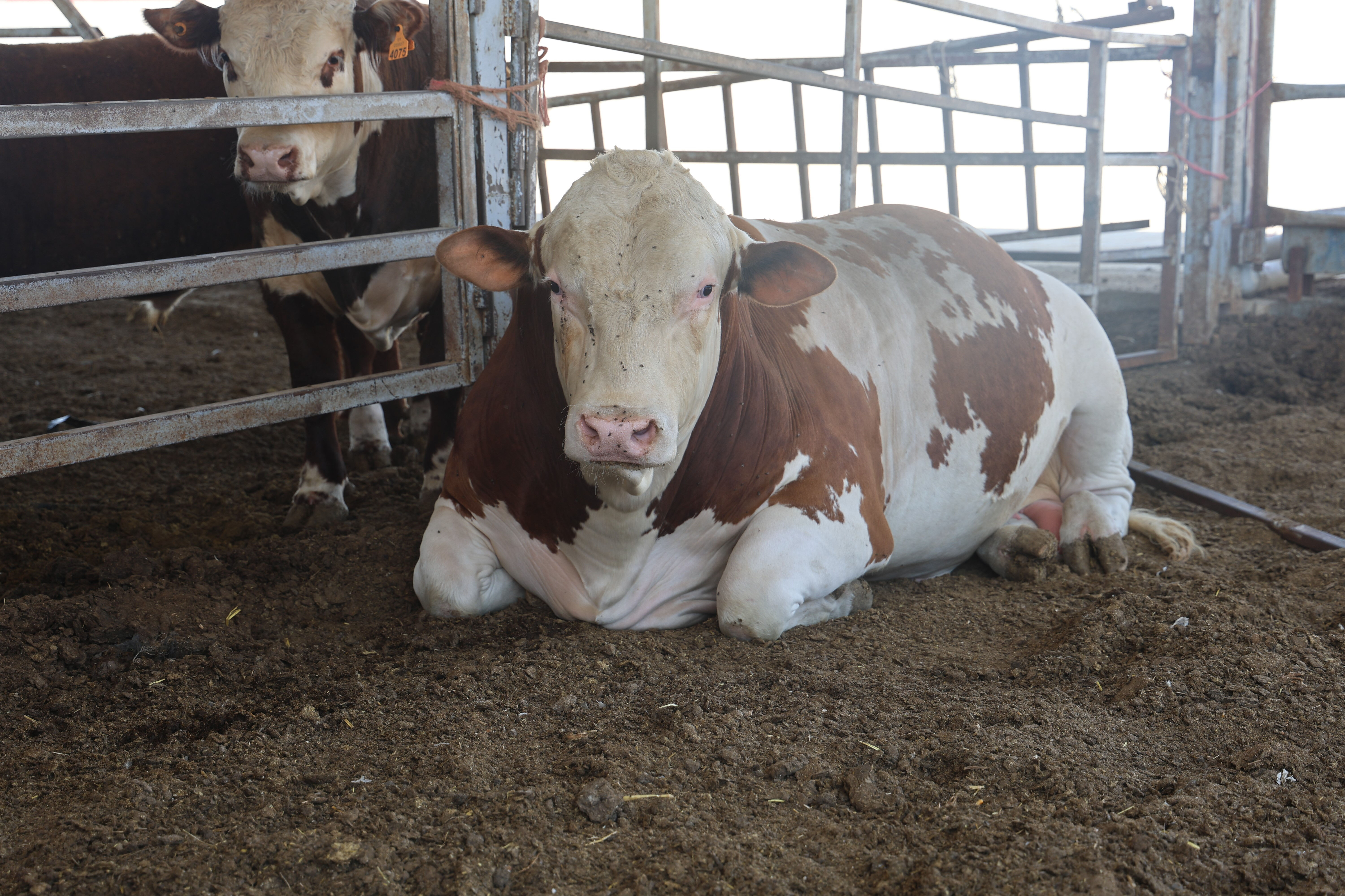 Bu tosun hem cüssesiyle hem de fiyatıyla korkutuyor: Hatay, onu görmek için Reyhanlı'ya akın ediyor - 3. Resim