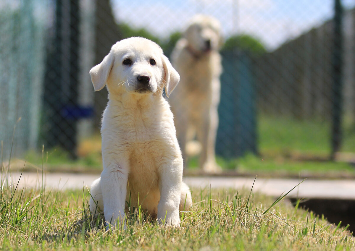Ona sahip olmak için 6 ay sıra bekleniyor! Dünyaca ünlü 'sürülerin efendileri' için dört bir yandan geliyorlar - 1. Resim