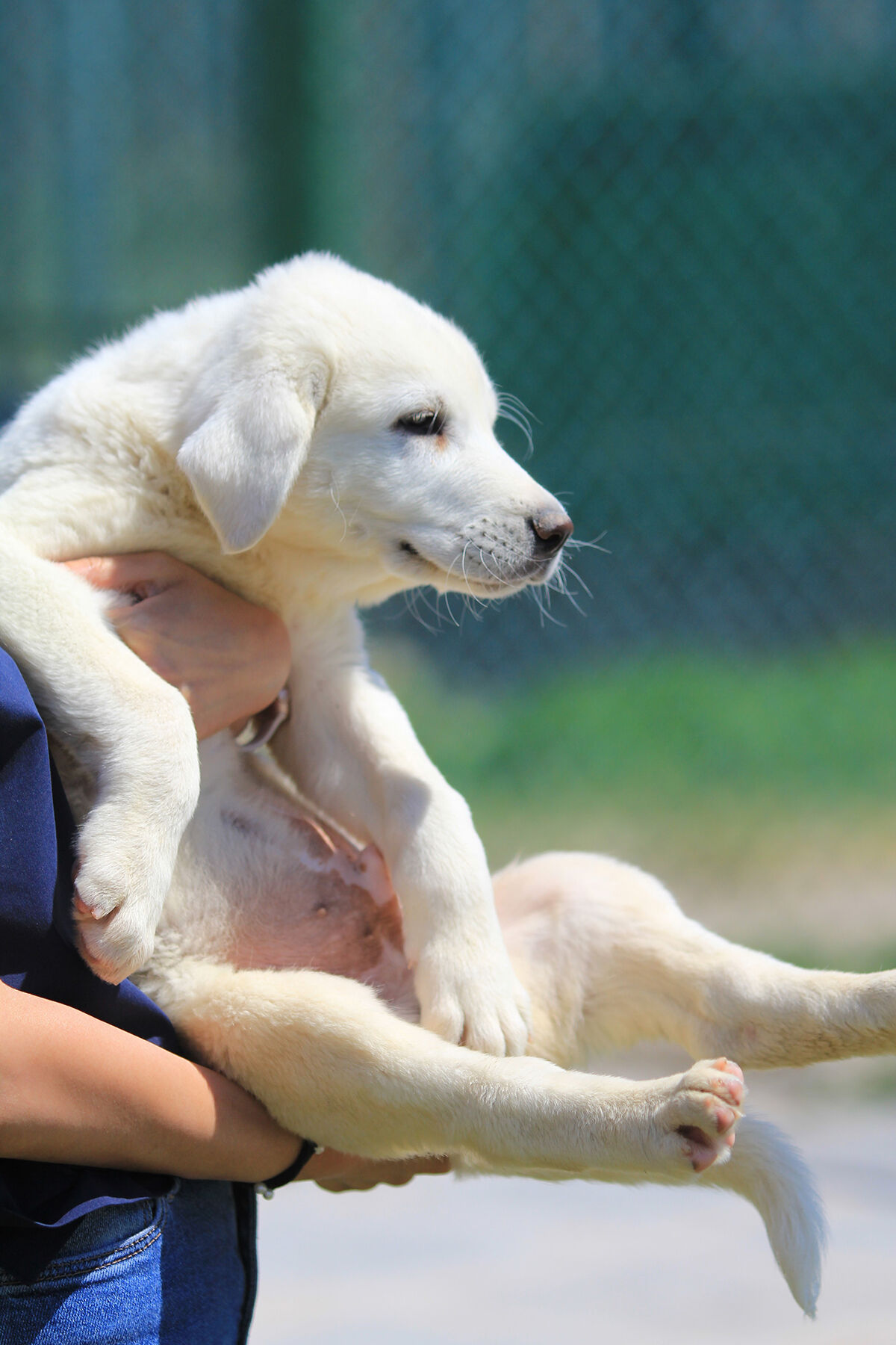 Ona sahip olmak için 6 ay sıra bekleniyor! Dünyaca ünlü 'sürülerin efendileri' için dört bir yandan geliyorlar - 5. Resim
