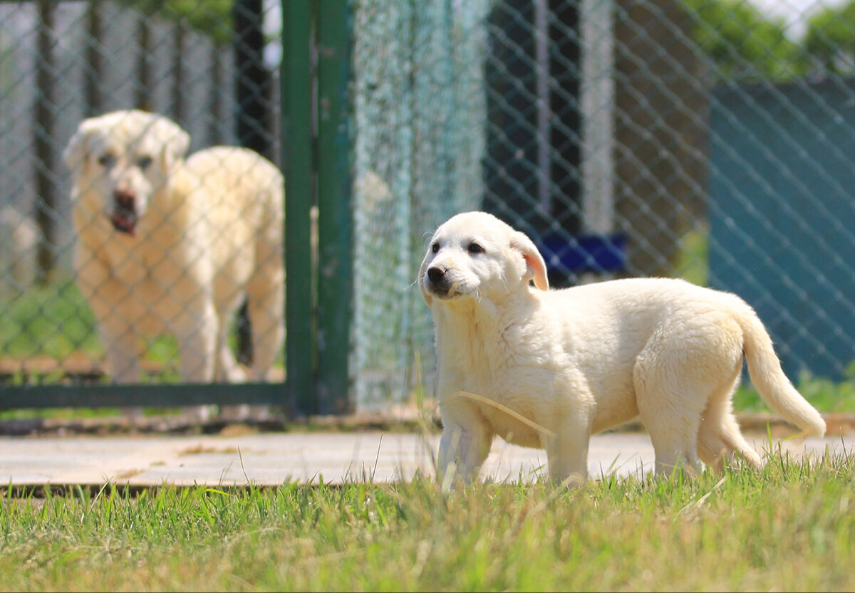 Ona sahip olmak için 6 ay sıra bekleniyor! Dünyaca ünlü 'sürülerin efendileri' için dört bir yandan geliyorlar - 2. Resim