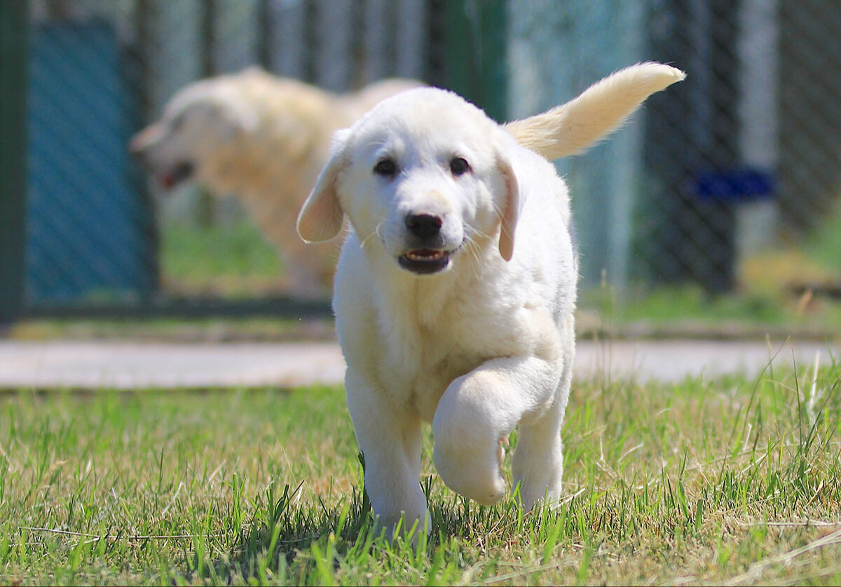 Ona sahip olmak için 6 ay sıra bekleniyor! Dünyaca ünlü 'sürülerin efendileri' için dört bir yandan geliyorlar - 7. Resim