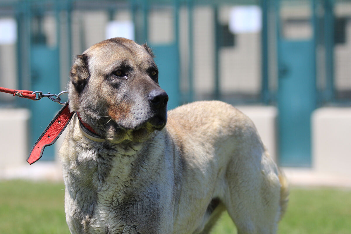 Ona sahip olmak için 6 ay sıra bekleniyor! Dünyaca ünlü 'sürülerin efendileri' için dört bir yandan geliyorlar - 3. Resim