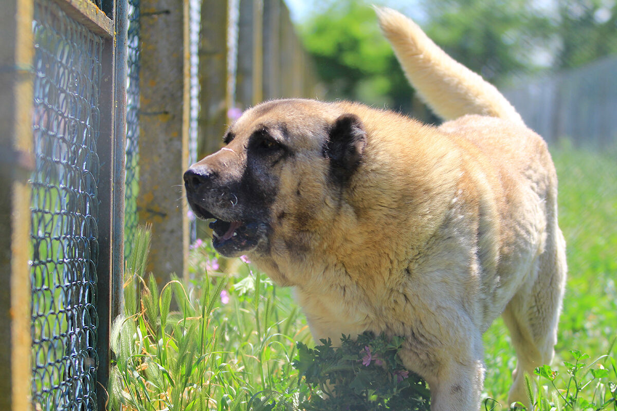 Ona sahip olmak için 6 ay sıra bekleniyor! Dünyaca ünlü 'sürülerin efendileri' için dört bir yandan geliyorlar - 4. Resim