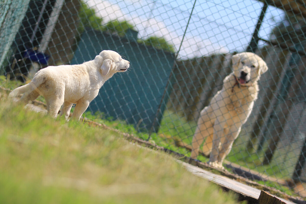 Ona sahip olmak için 6 ay sıra bekleniyor! Dünyaca ünlü 'sürülerin efendileri' için dört bir yandan geliyorlar - 6. Resim