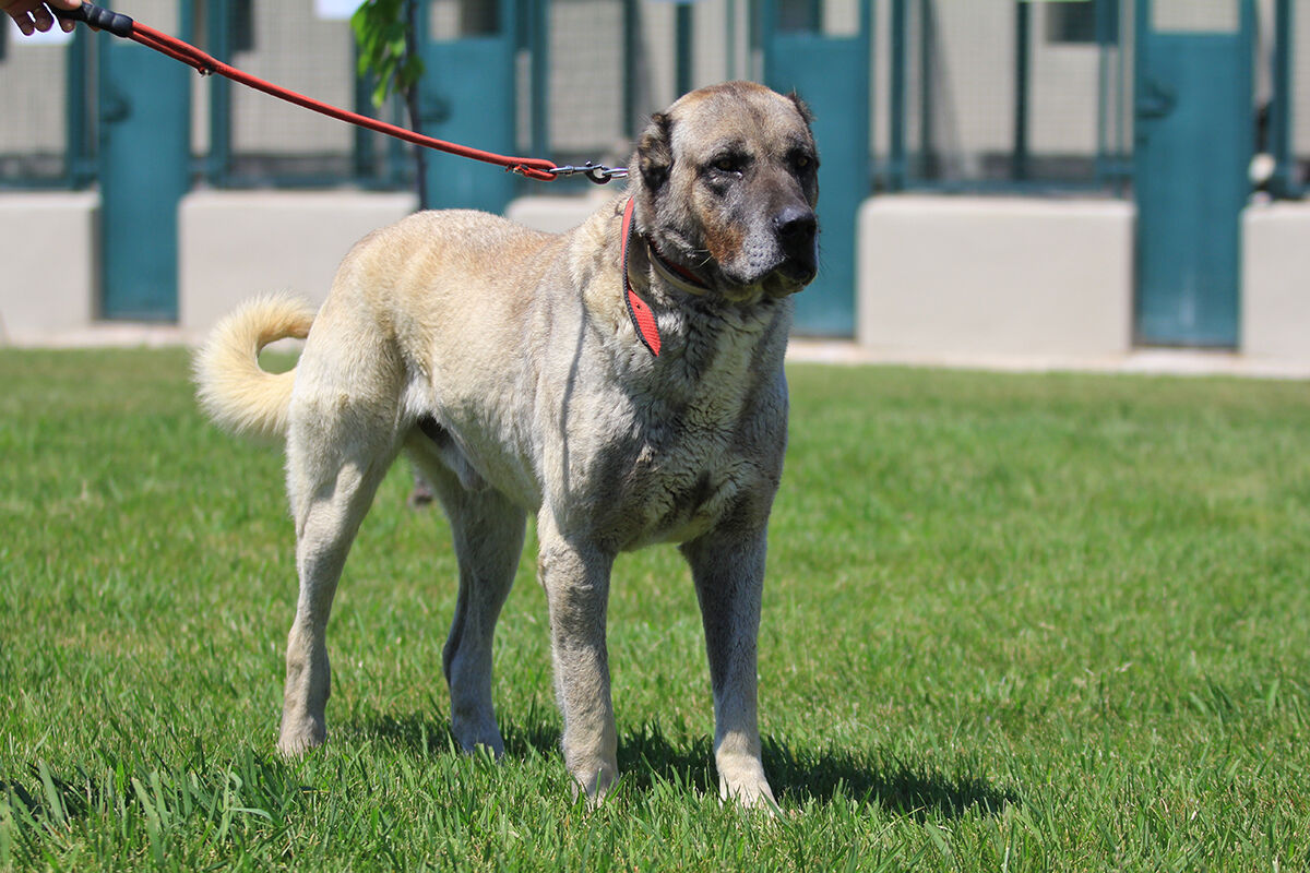 Ona sahip olmak için 6 ay sıra bekleniyor! Dünyaca ünlü 'sürülerin efendileri' için dört bir yandan geliyorlar - 8. Resim