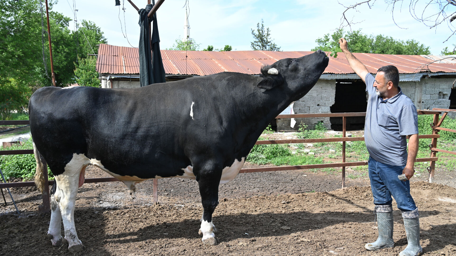 Tam 1,2 ton, heybetiyle hayran bırakıyor! Kurban Bayramı öncesi şaşırtan fiyattan alıcısını bekliyor - 2. Resim