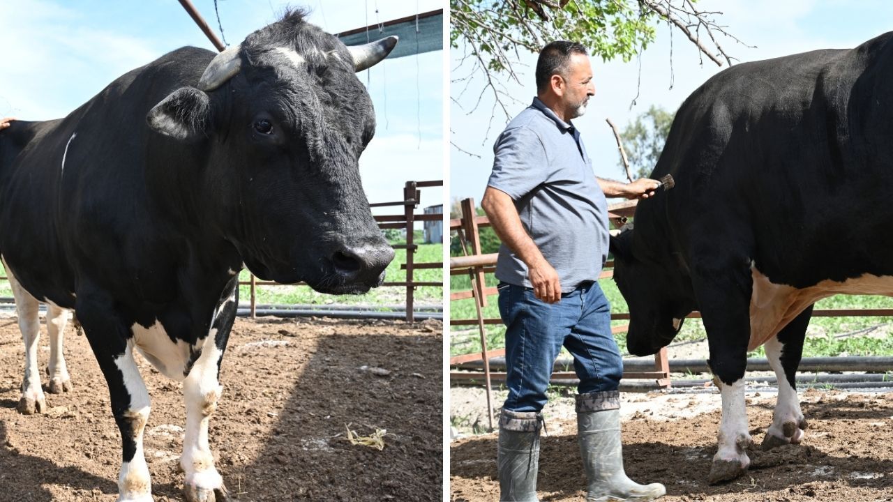 Tam 1,2 ton, heybetiyle hayran bırakıyor! Kurban Bayramı öncesi şaşırtan fiyattan alıcısını bekliyor Tam 1,2 ton, heybetiyle hayran bırakıyor! Kurban Bayramı öncesi şaşırtan fiyattan alıcısını bekliyor
