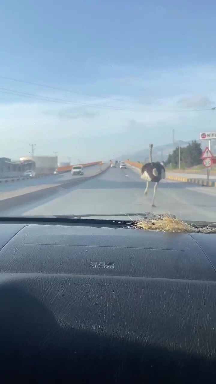 Trafiğe bir anda fırladı, sürücünün tepkisi 'abov' oldu! - 3. Resim