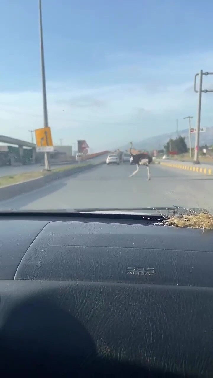 Trafiğe bir anda fırladı, sürücünün tepkisi 'abov' oldu! - 1. Resim