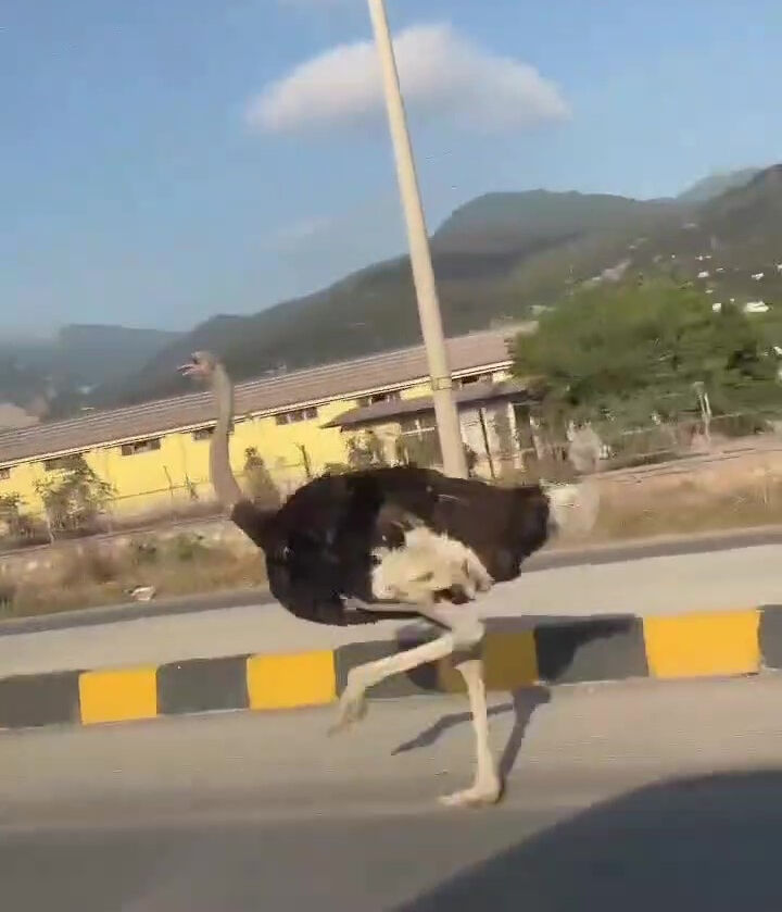 Trafiğe bir anda fırladı, sürücünün tepkisi 'abov' oldu! - 2. Resim