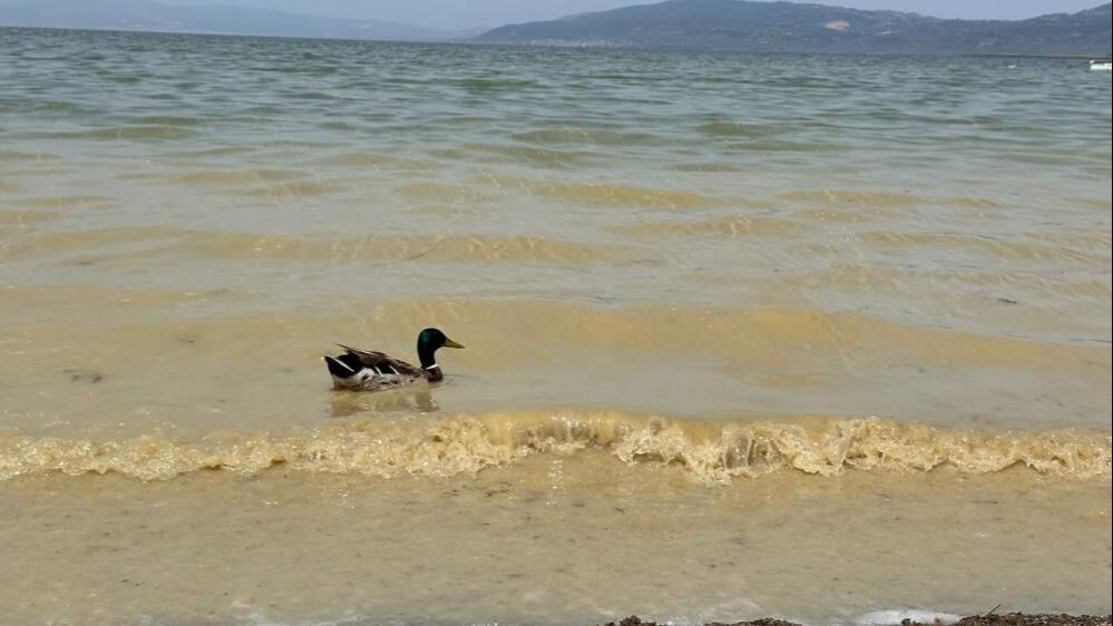 Türkiye'nin en büyük gölleri arasında! Görüntü herkesi endişelendirdi, uzmanlar uyardı - 2. Resim