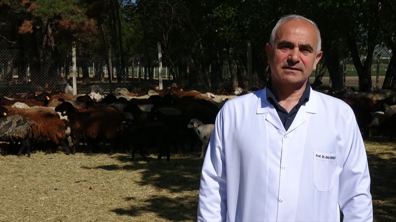 Üniversiteli kurbanlıklar kapış kapış satıldı! Canlı kilosu 300 lira... Üniversiteli kurbanlıklar kapış kapış satıldı! Canlı kilosu 300 lira...