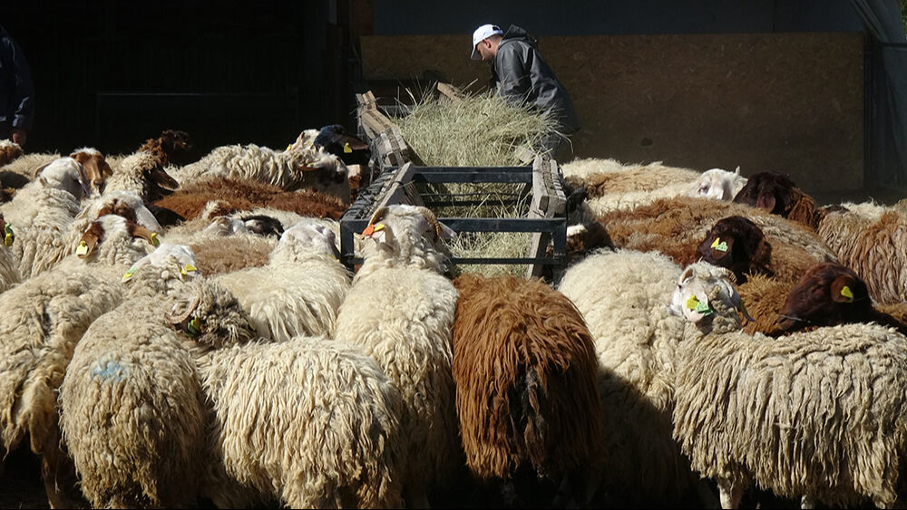 Üniversiteli kurbanlıklar kapış kapış satıldı! Canlı kilosu 300 lira... - 1. Resim