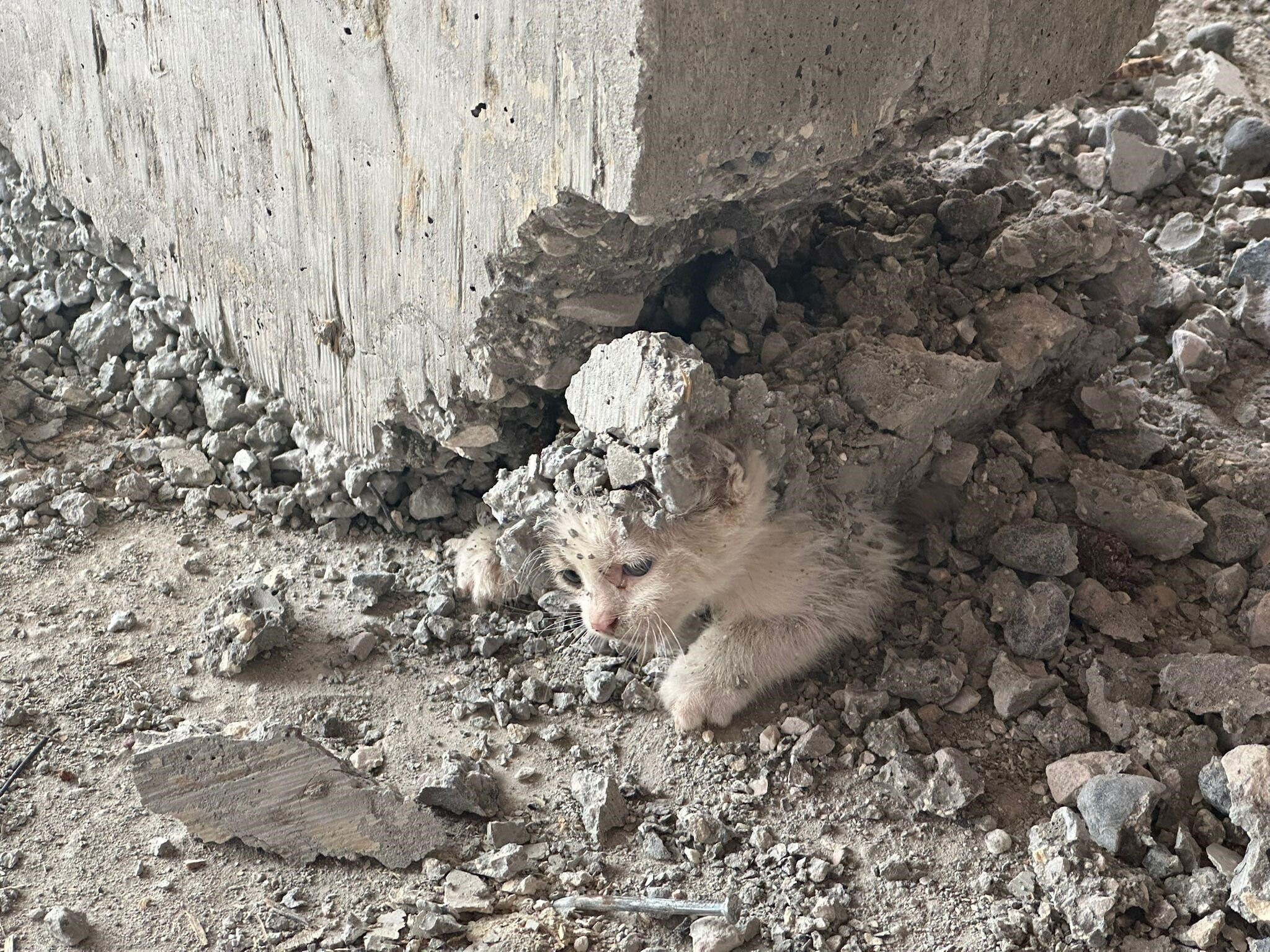 Yavru kedinin &uuml;zerine beton d&ouml;kt&uuml;ler! İnşaatta akılalmaz olay - 1. Resim