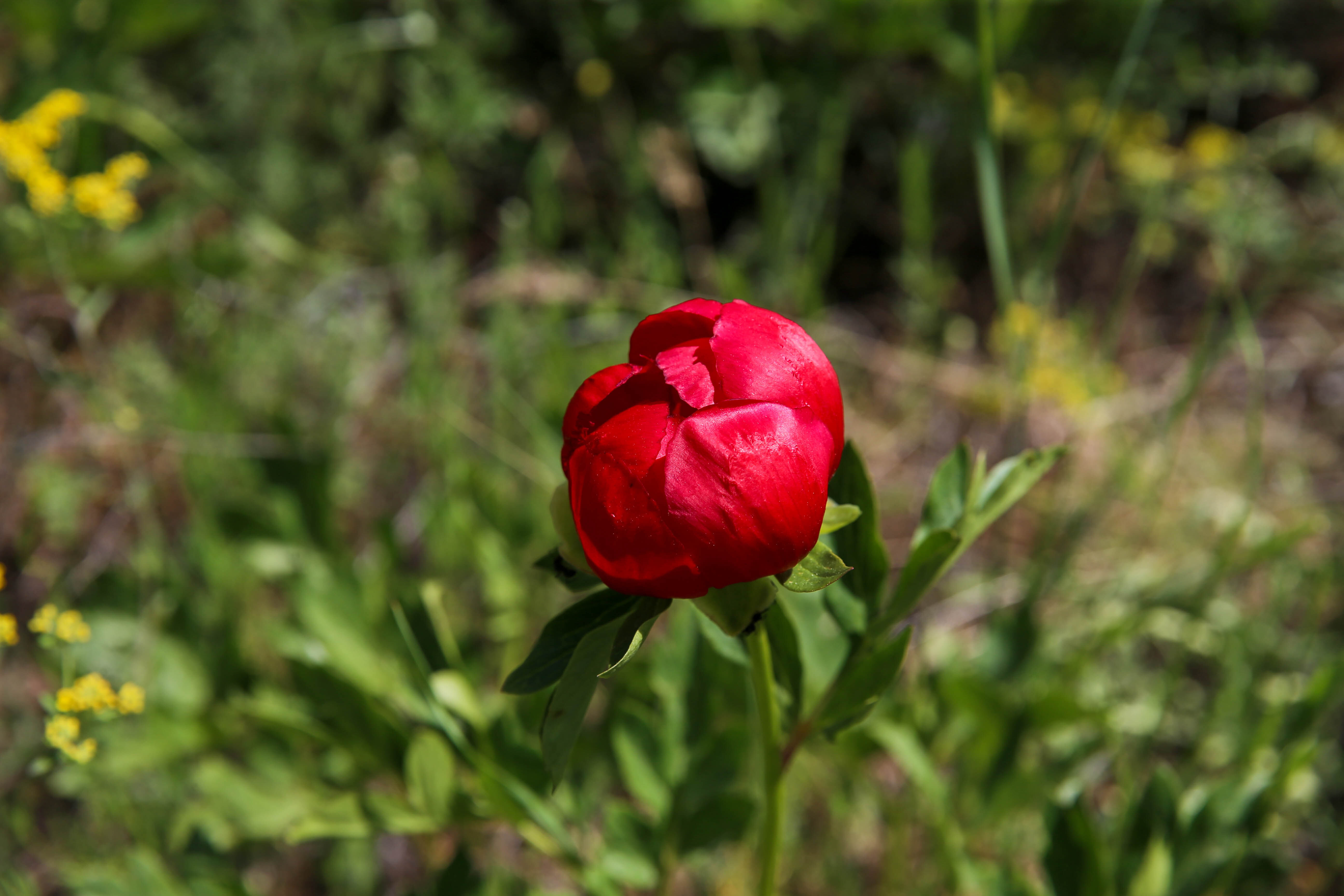 Yılda sadece 15 g&uuml;n a&ccedil;ıyor, koparmasının cezası yarım milyon! Kan kırmızısı rengiyle mest ediyor - 2. Resim