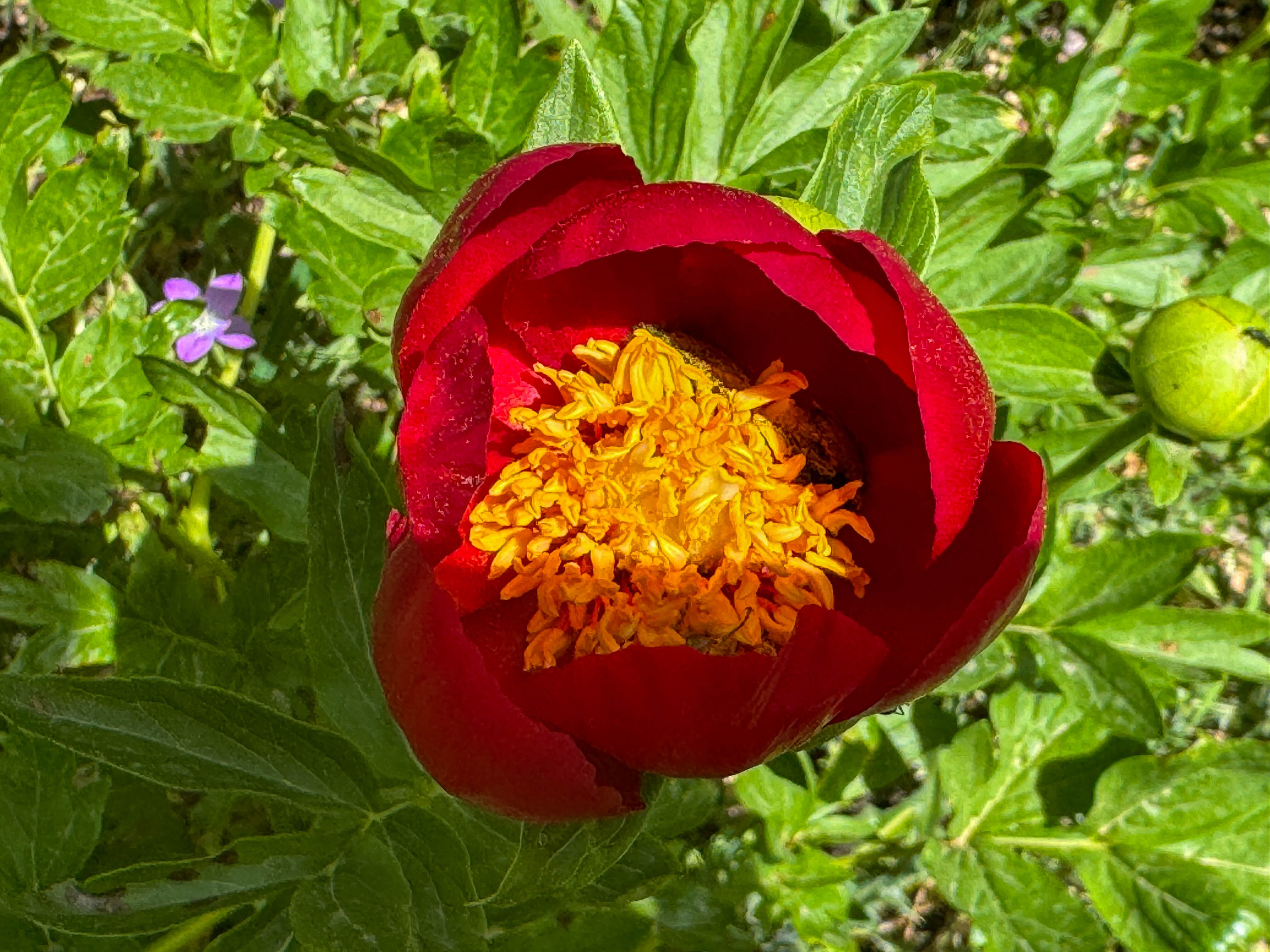 Yılda sadece 15 g&uuml;n a&ccedil;ıyor, koparmasının cezası yarım milyon! Kan kırmızısı rengiyle mest ediyor - 1. Resim