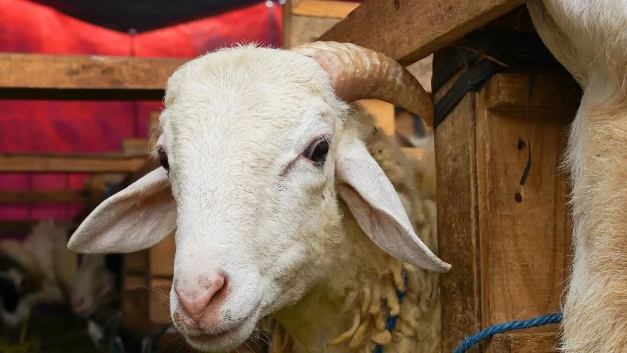 Arefe günü resmi tatil mi, yarım gün tatil olacak mı? Arefe ve Bayram günü tatil durumu sorgulanıyor - 1. Resim