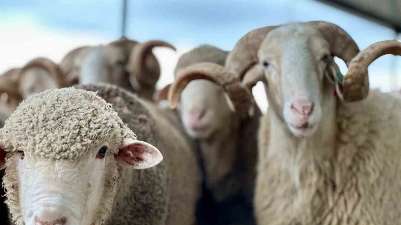 Arefe günü resmi tatil mi, yarım gün tatil olacak mı? Arefe ve Bayram günü tatil durumu sorgulanıyor - 3. Resim