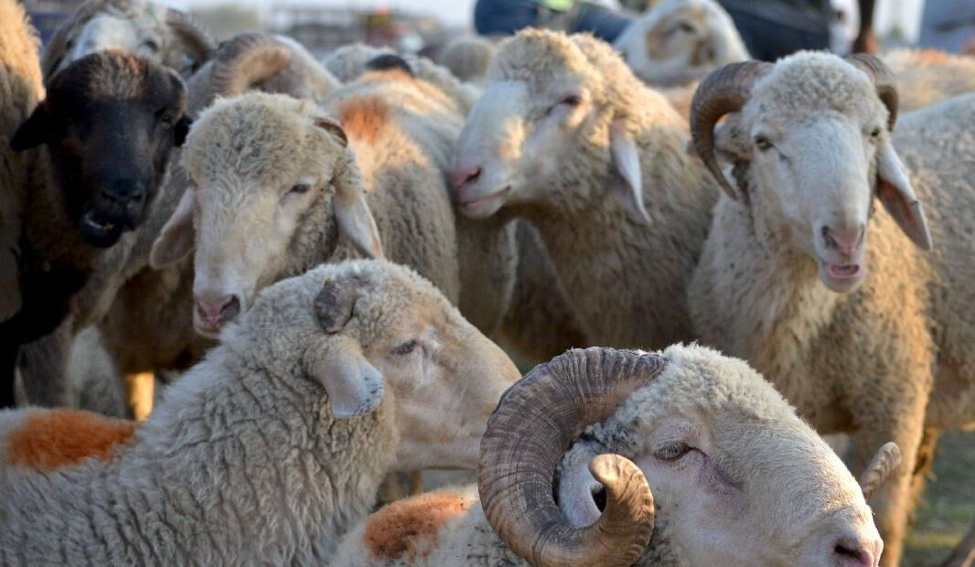 Arefe günü resmi tatil mi, yarım gün tatil olacak mı? Arefe ve Bayram günü tatil durumu sorgulanıyor - 2. Resim