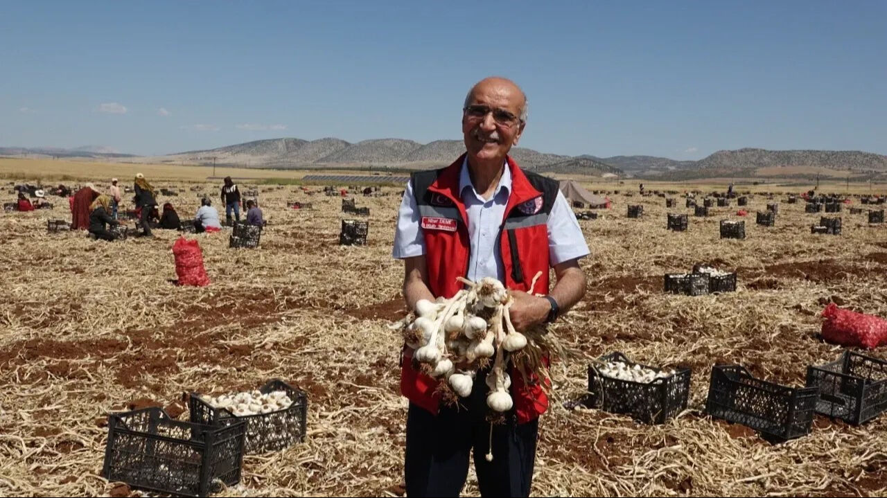'Beyaz altının' hasadı başladı: İlçede herkes günlüğü 1200 liraya soluğu tarlada alıyor... 'Beyaz altının' hasadı başladı: İlçede herkes günlüğü 1200 liraya soluğu tarlada alıyor... - 1. Resim