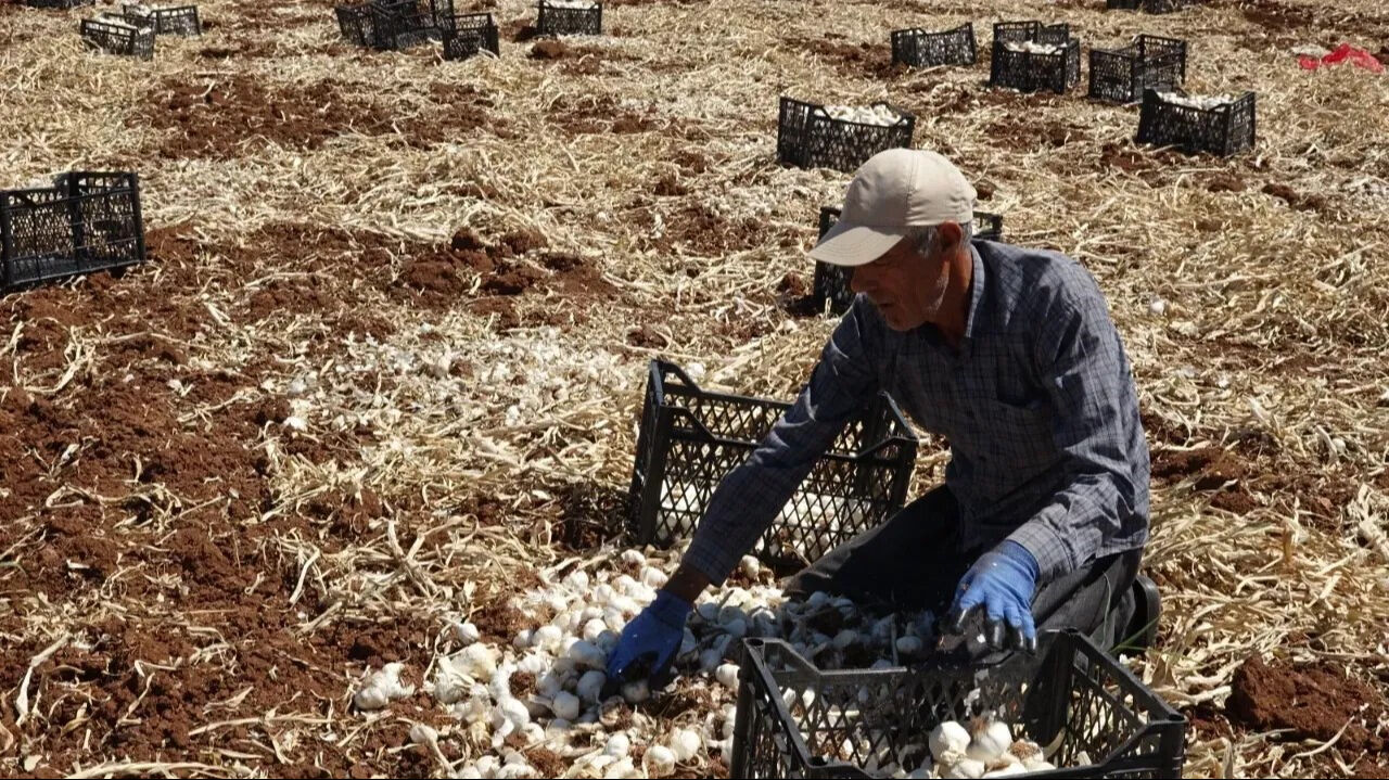 'Beyaz altının' hasadı başladı: İlçede herkes günlüğü 1200 liraya soluğu tarlada alıyor... 'Beyaz altının' hasadı başladı: İlçede herkes günlüğü 1200 liraya soluğu tarlada alıyor... - 2. Resim