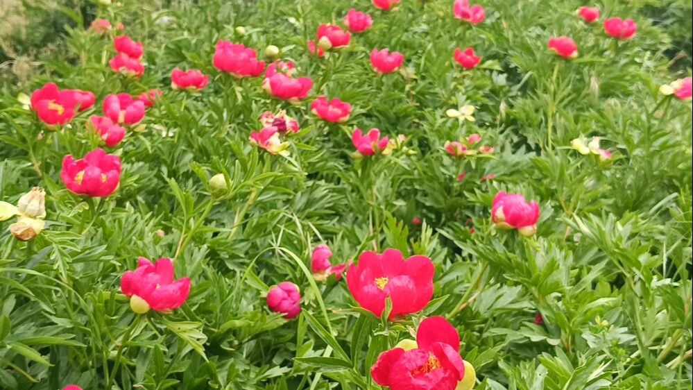 G&ouml;ren dokunmasın bile! Koparmanın cezası yarım milyon lira! - 1. Resim