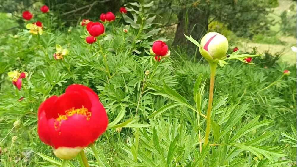 G&ouml;ren dokunmasın bile! Koparmanın cezası yarım milyon lira! - 2. Resim