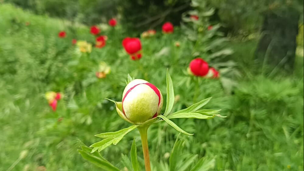 G&ouml;ren dokunmasın bile! Koparmanın cezası yarım milyon lira! - 3. Resim