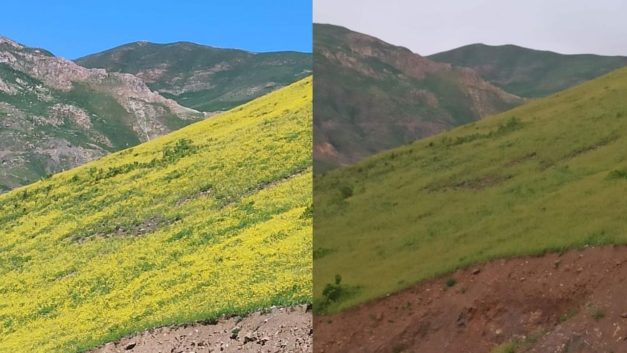 Hakkari’de doğanın eşsiz gösterisi: Gündüz açan çiçekler akşam sırra kadem basıyor Hakkari’de doğanın eşsiz gösterisi: Gündüz açan çiçekler akşam sırra kadem basıyor