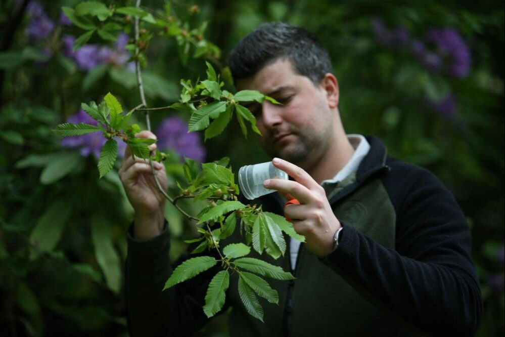 Kestane ağaçları tehlikede! Binlerce savaşçı böcek doğaya bırakıldı - 1. Resim
