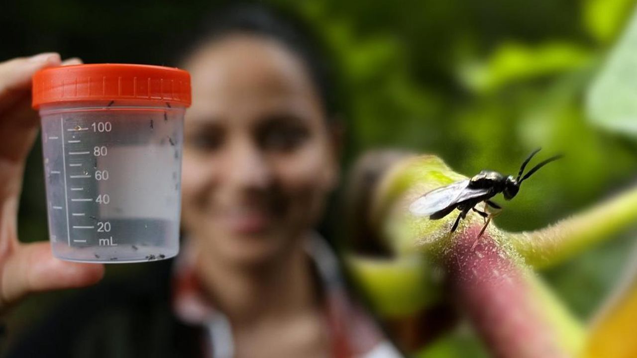 Kestane ağaçları tehlikede! Doğada sessiz savaş: Binlerce böcek bırakıldı Kestane ağaçları tehlikede! Doğada sessiz savaş: Binlerce böcek bırakıldı