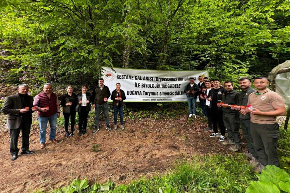 Kestane ağaçları tehlikede! Binlerce savaşçı böcek doğaya bırakıldı - 2. Resim