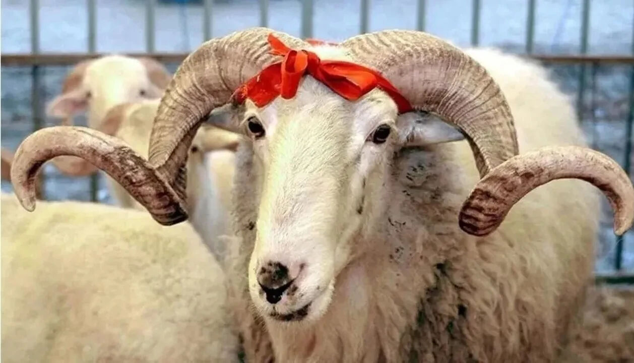 Kurban alırken nelere dikkat edilmeli? Kurban Bayramı i&ccedil;in son 1 hafta! - 1. Resim