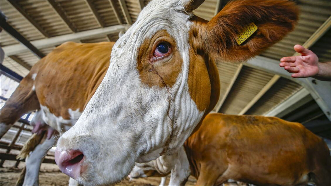 Kurban alırken nelere dikkat edilmeli? Kurban Bayramı i&ccedil;in son 1 hafta! - 3. Resim
