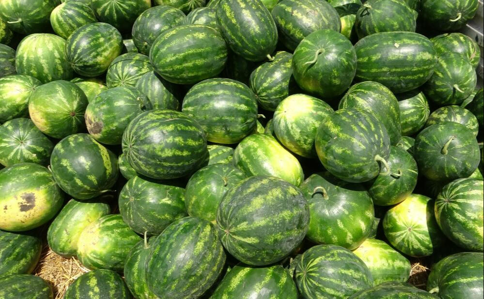 Mersin'de hasat 2 hafta geç başladı! Karpuzun kilosu tarlada 25 TL - 1. Resim