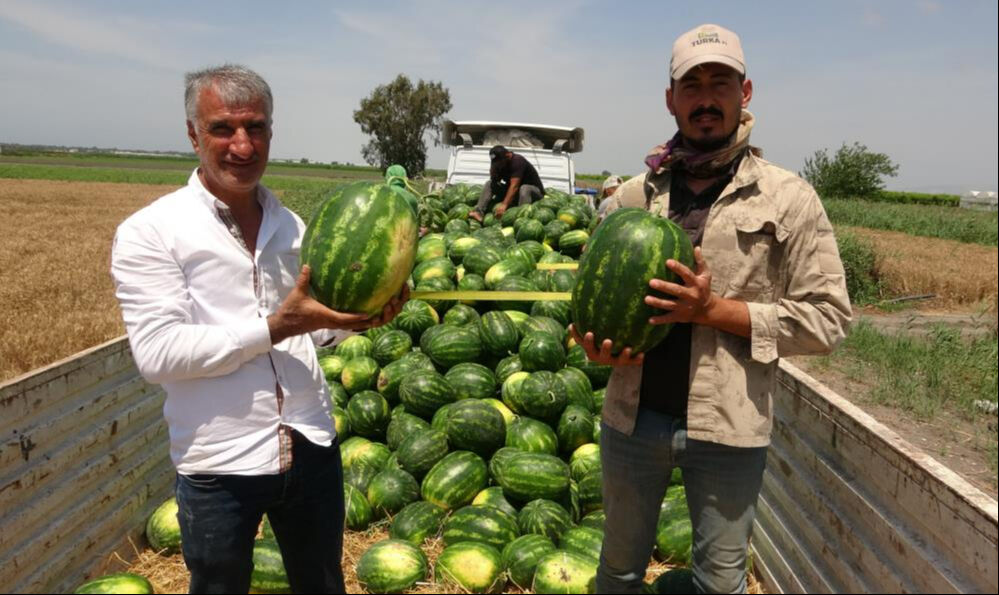 Mersin'de hasat 2 hafta geç başladı! Karpuzun kilosu tarlada 25 TL - 3. Resim