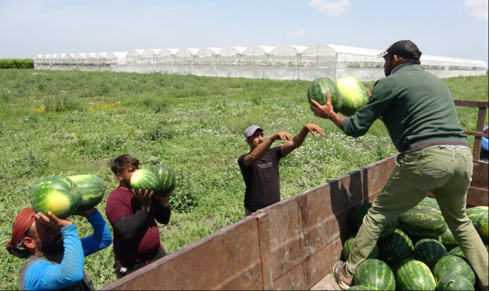 Mersin'de hasat 2 hafta geç başladı! Karpuzun kilosu tarlada 25 TL - 2. Resim