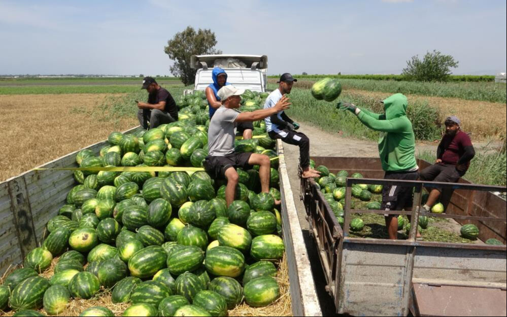 Mersin'de hasat 2 hafta geç başladı! Karpuzun kilosu tarlada 25 TL - 4. Resim