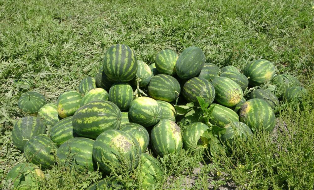 Mersin'de hasat 2 hafta geç başladı! Karpuzun kilosu tarlada 25 TL - 5. Resim